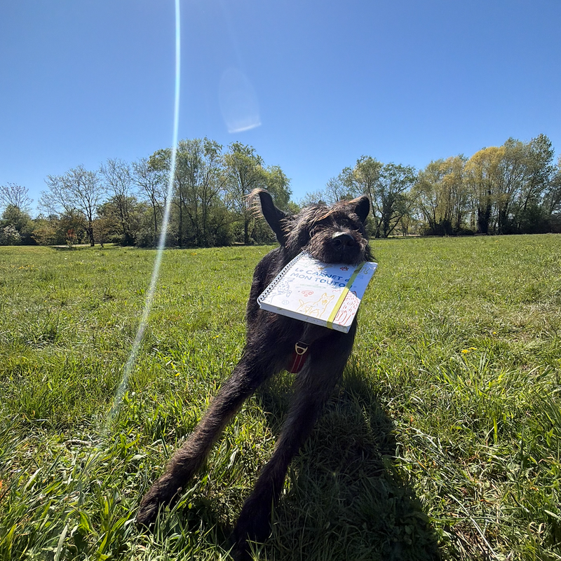 100 dogpawrents interrogés